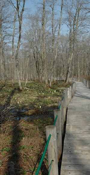 ミズバショウは山の湿原であなたを待ちます