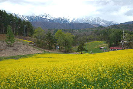 シカに全滅させられた菜の花と蕎麦の畑は今