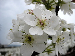 新信州暦　花と鳥と星の季節を迎えています