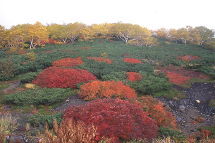 新信州暦　みすずかる信濃の国は稲刈りの時