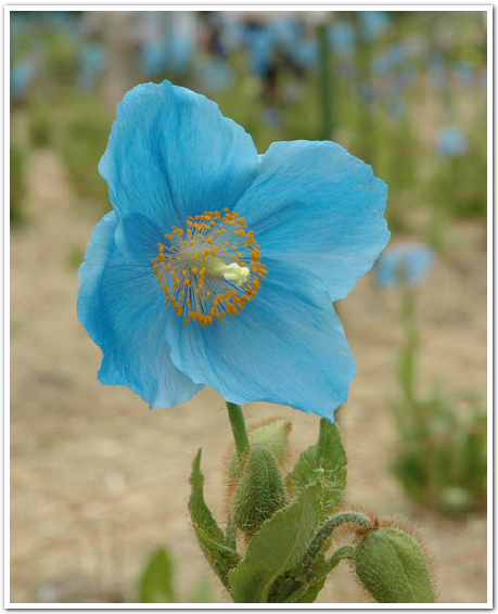 ブルー・ポピーの庭と皿ソバを愛でる小旅行