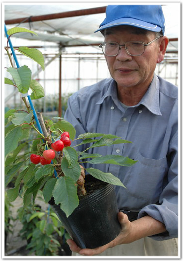 サクランボ鉢のことであなたに伝えたいこと