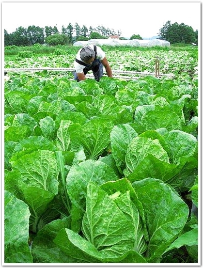 野辺山高原の白菜は夏だっておいしいのです