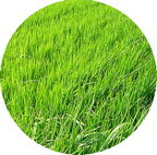 新信州暦　穂のでる瞬間を祈るように見守る