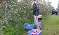 家族のためのりんごの木を持つ喜び
