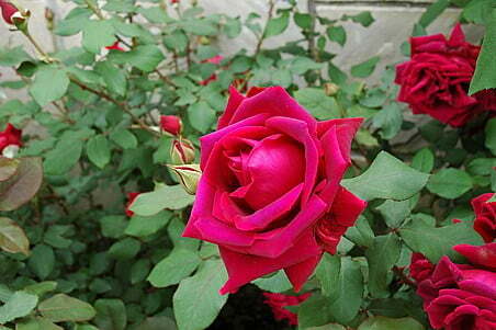 信州中野市のイングリッシュガーデンでは今