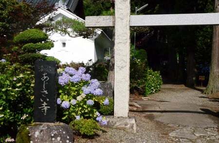 初夏の信濃あじさい寺 散策す