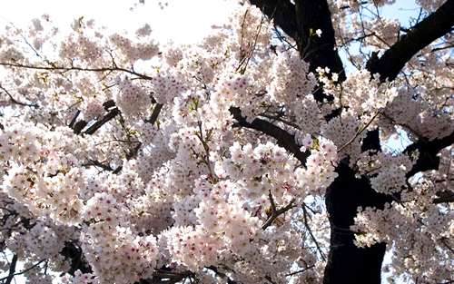 長野県の今がいちばんおいしいお花見情報