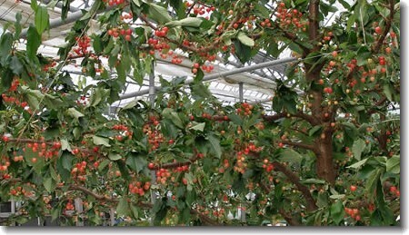 サクランボを心ゆくまで食べたくなったら