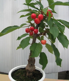 サクランボの木と一緒に生活してみませんか