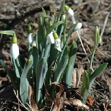 新信州暦　各地の果樹園の剪定作業も佳境に