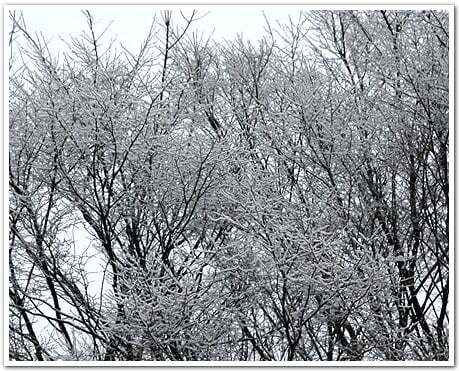 日曜日の朝、東信州の森に春の足音を聞きに