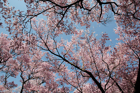 編集部おすすめ！信州の桜の名所