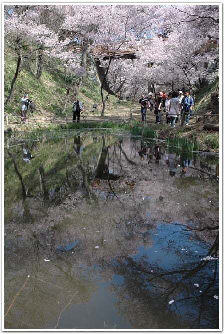 満開のタカトオコヒガンザクラを見にいこう