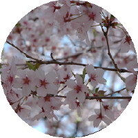 新信州暦　直売所には葉物があふれています