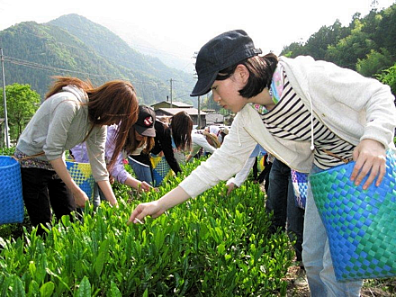 信州のブランド茶の手摘みを女子大生が体験