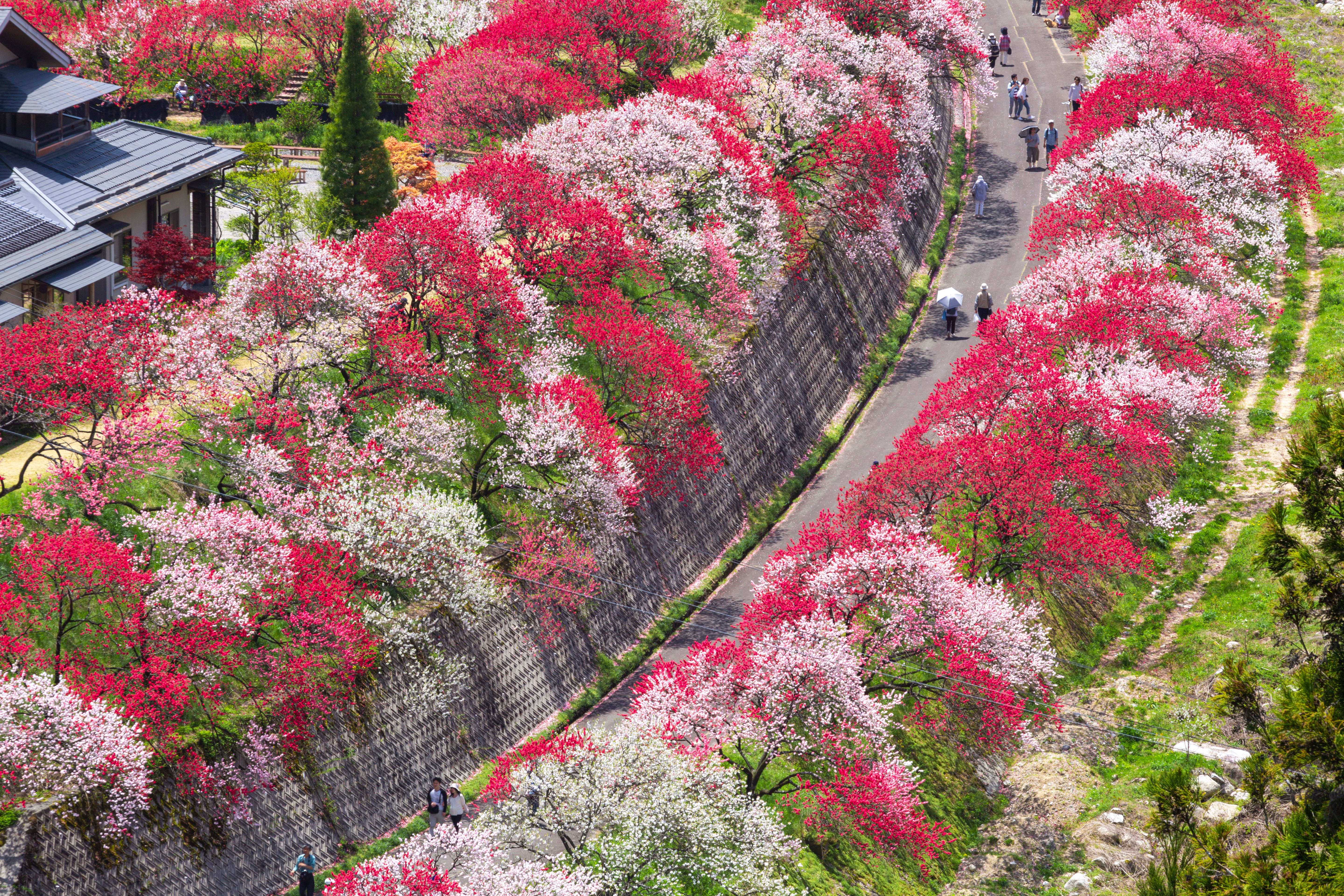 花もだんごも楽しみたい。桜だけじゃない長野のお花見スポットと直売所（いろんな花編）