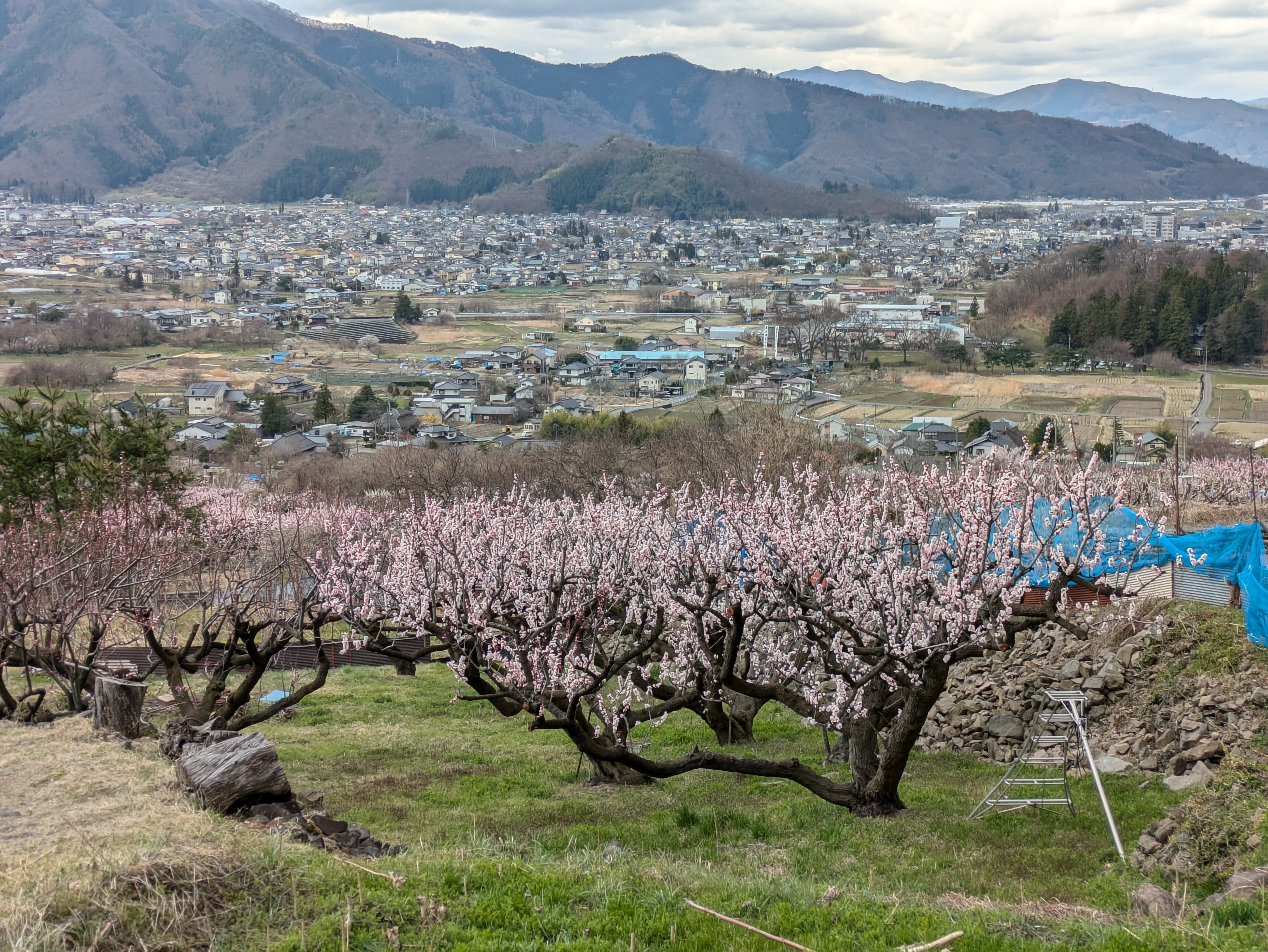 信州に春告げる、あんずの花