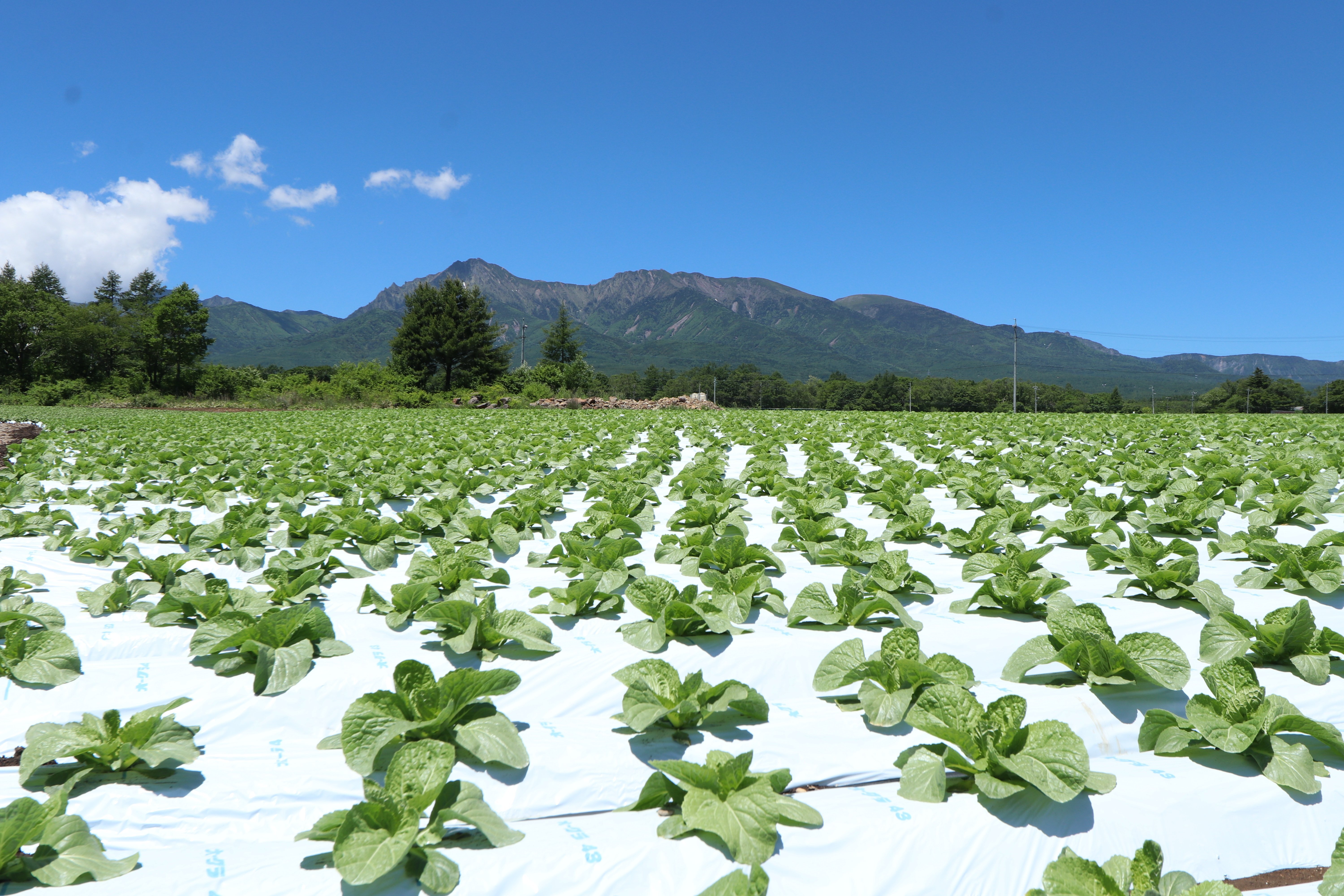 劇場版「名探偵コナン」の舞台は長野県！ 事件現場の野辺山高原ってどんなところ？