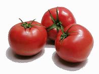 信州のトマトがおいしくなる季節です