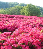 新信州暦　田では蛙の合唱が深夜まで続いて