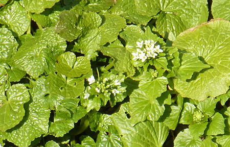 わさびの花を見たことありますか？