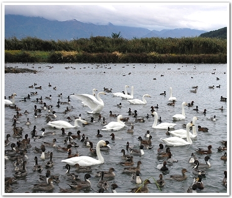 白鳥が安曇野に来るようになり２７年目の冬