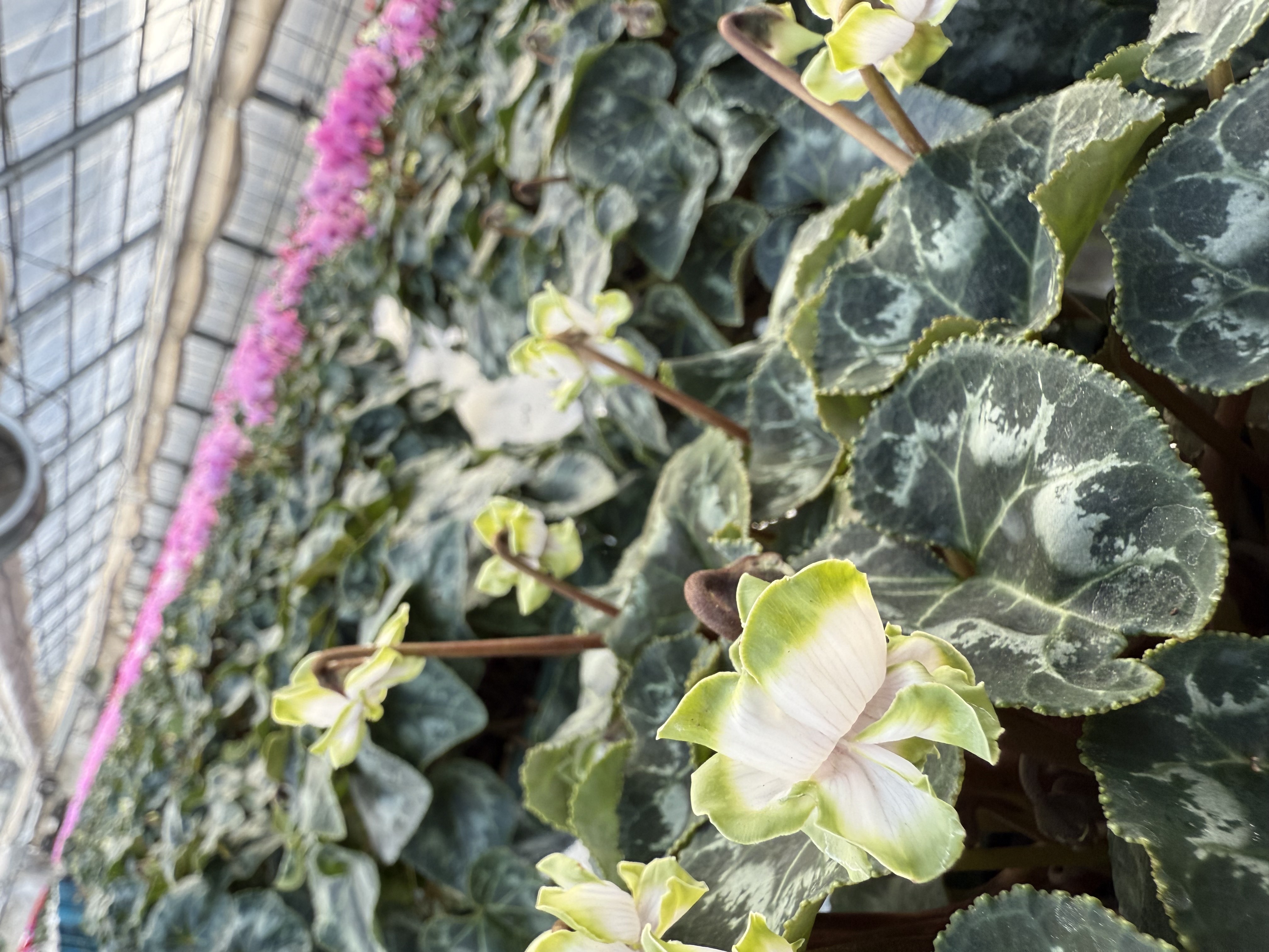 農業女子勉強会