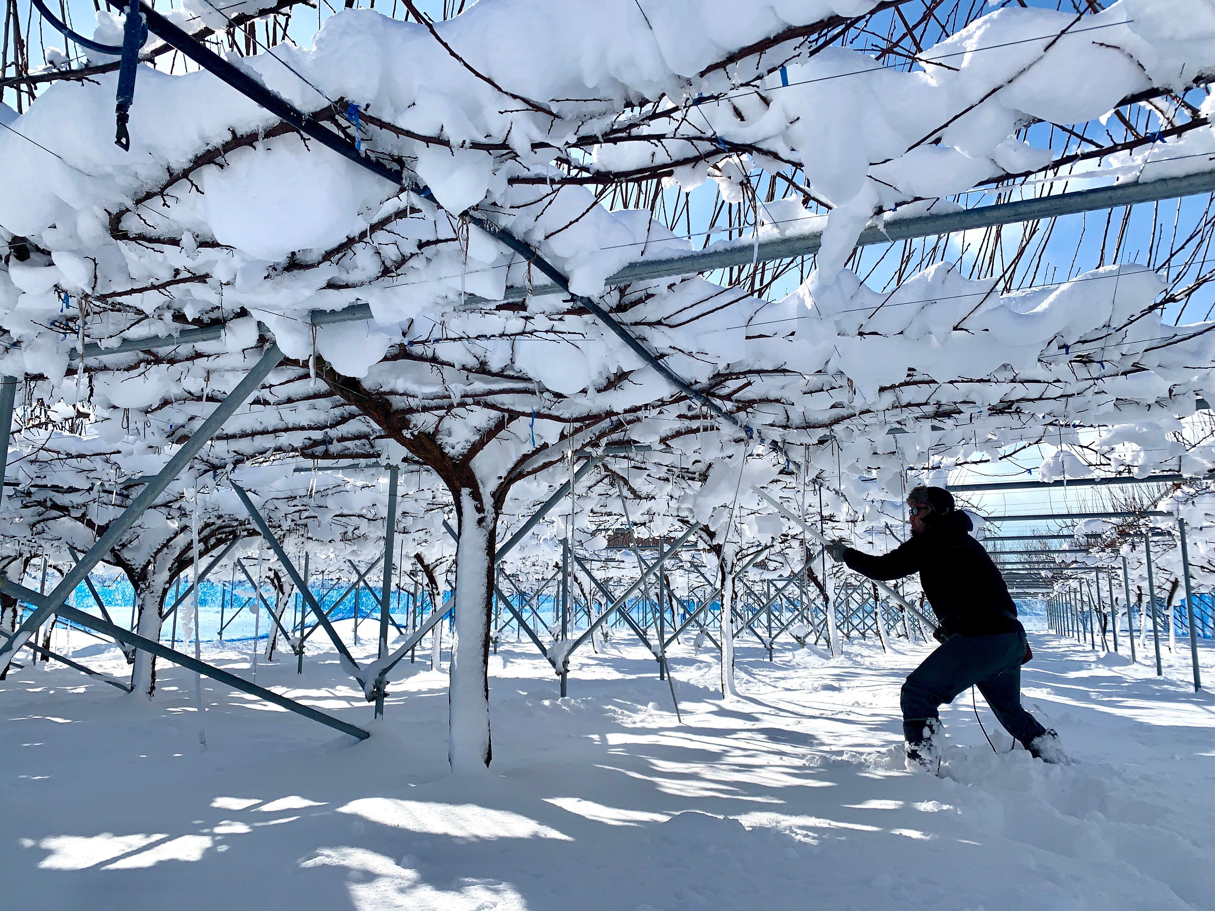 枝から雪落としの作業