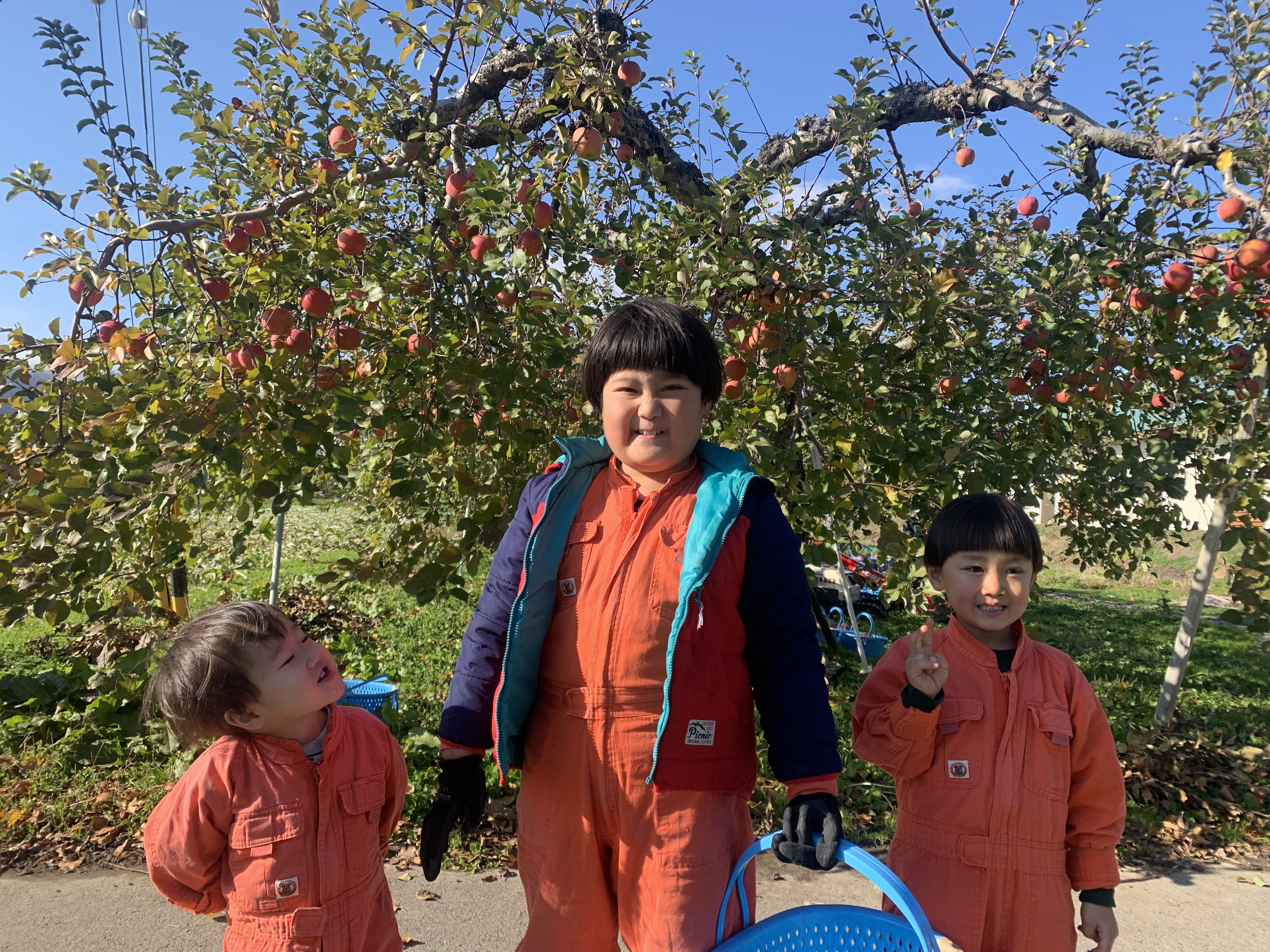 りんご収穫する三井さんの息子三兄弟