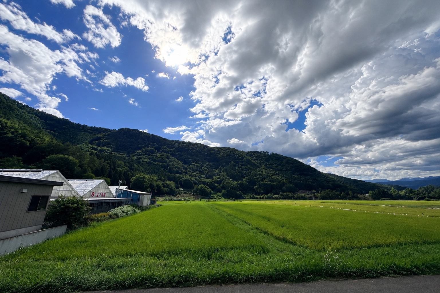 シクラメン苗の準備作業