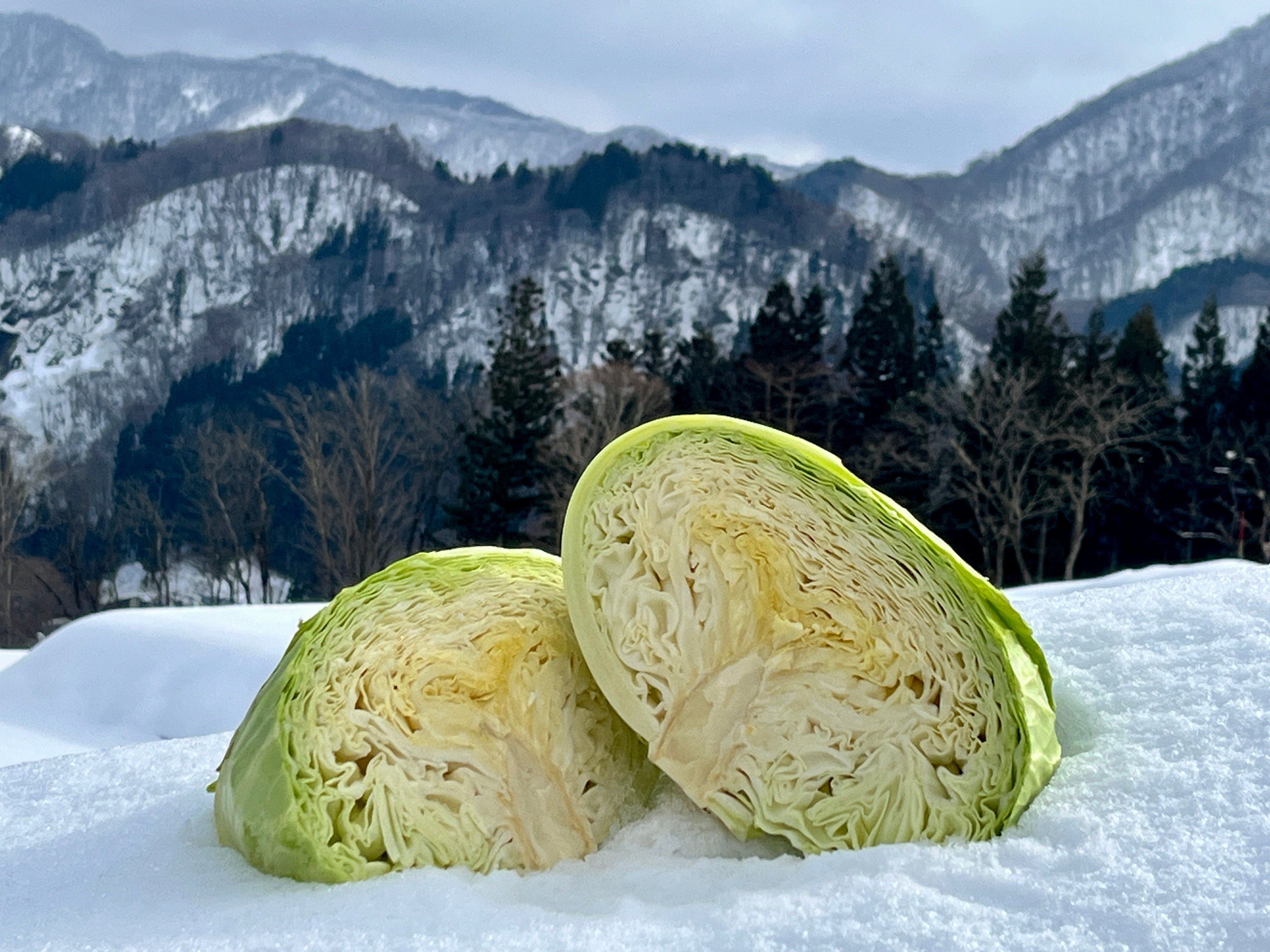 雪中キャベツ