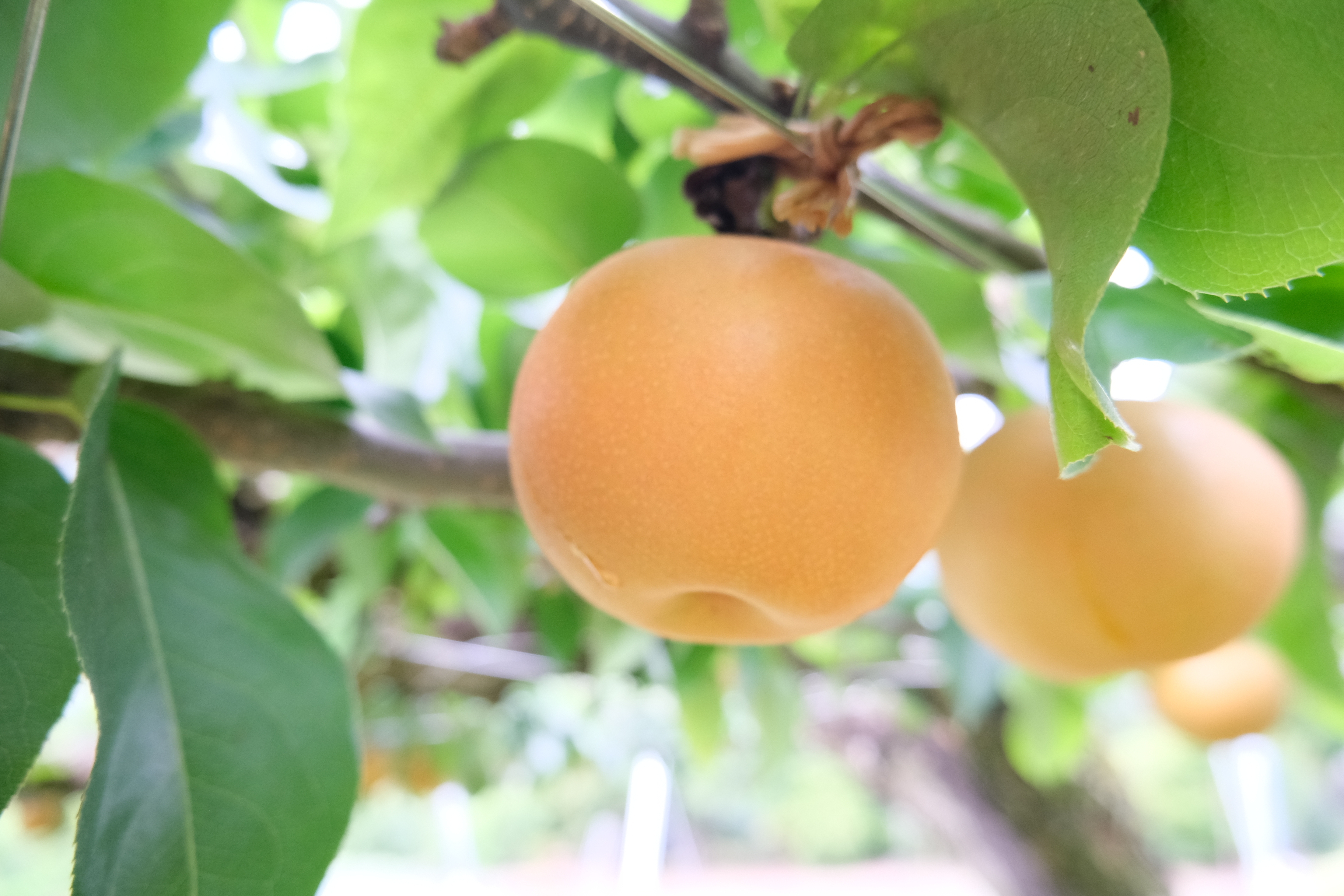 りんごの名産地・安曇野は梨もおいしい！