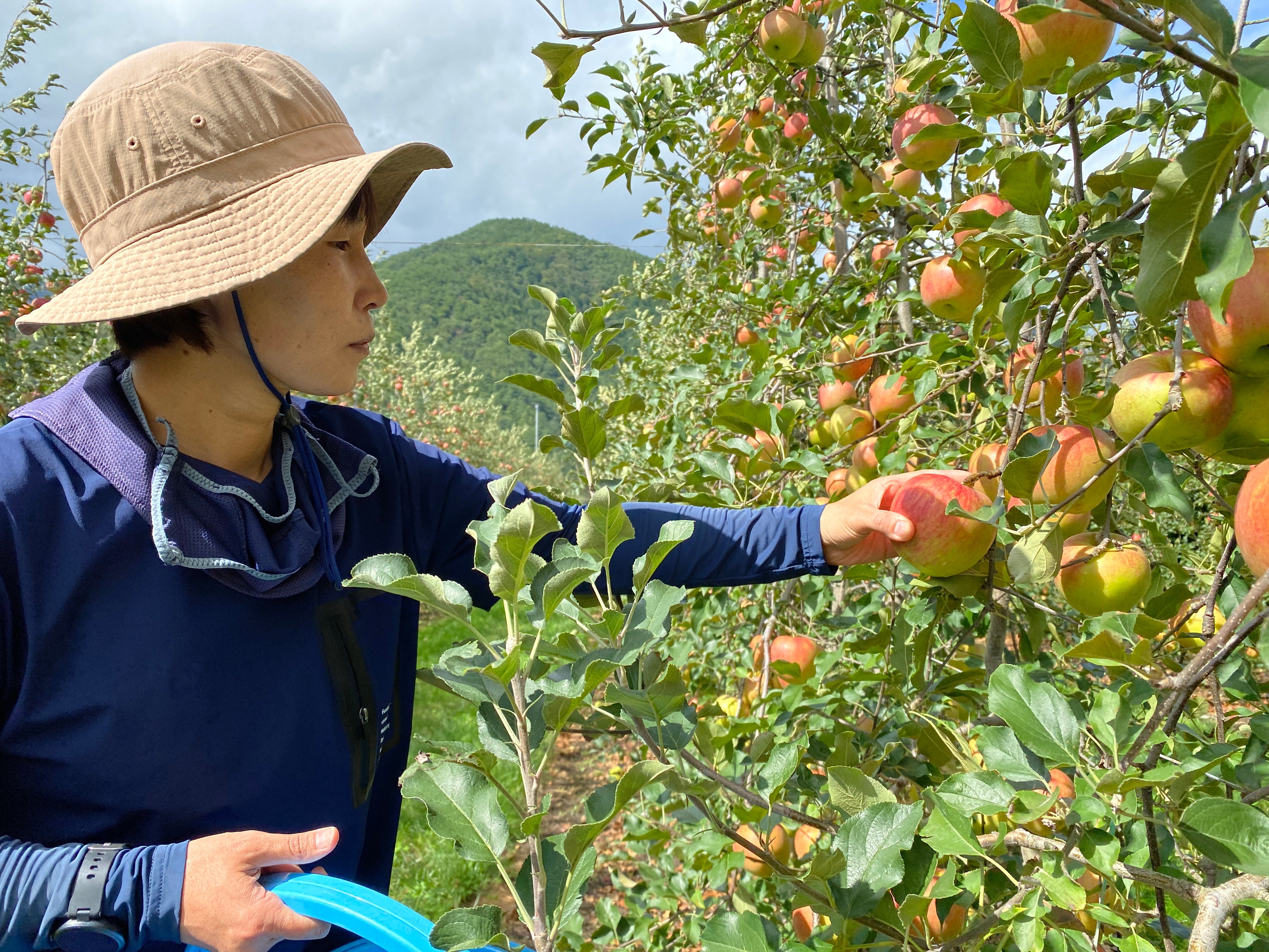 安曇野の畑から生まれるりんごを追いかけて〜生産現場編～