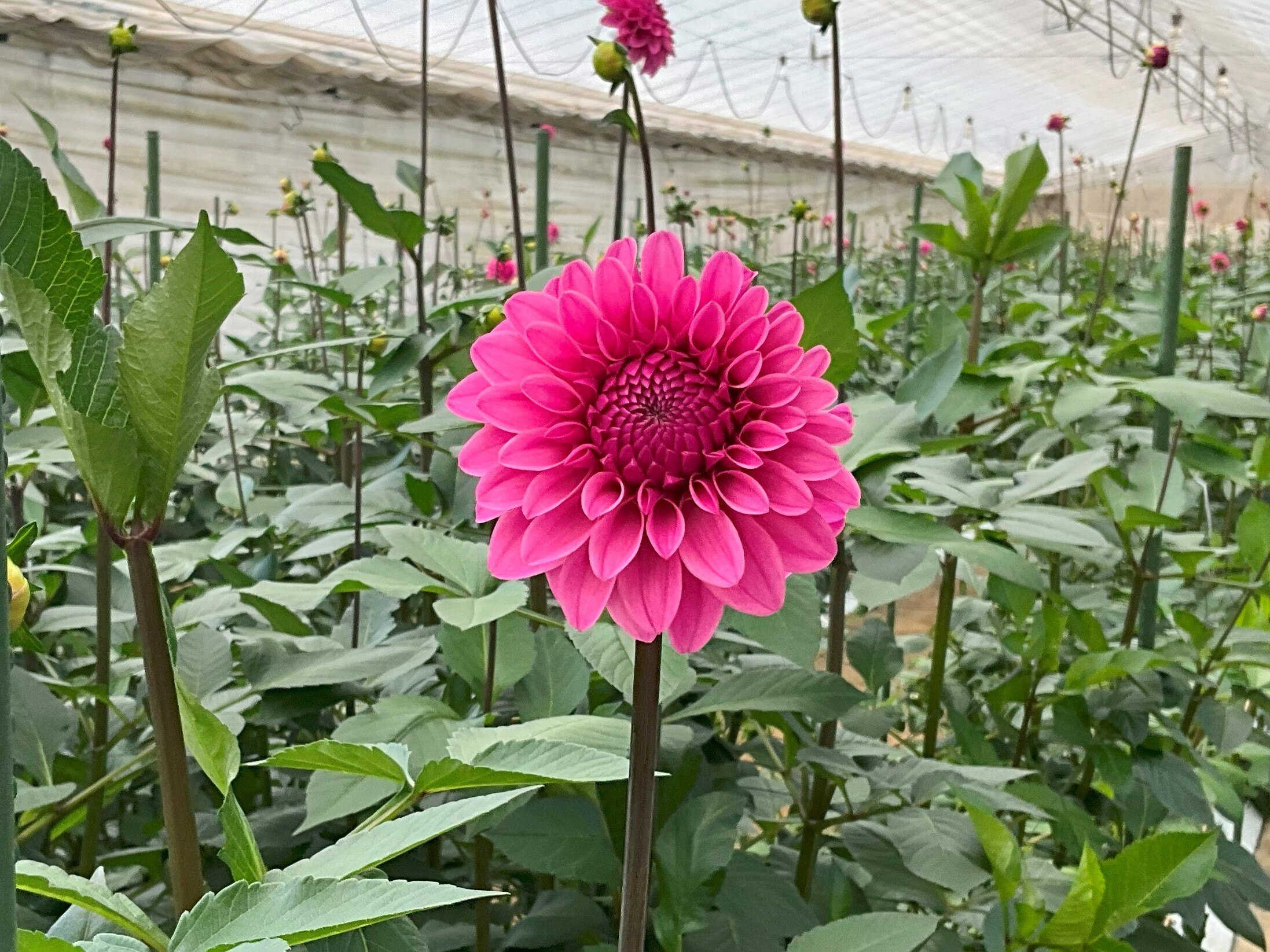 多彩で華やか！通年楽しめるダリア