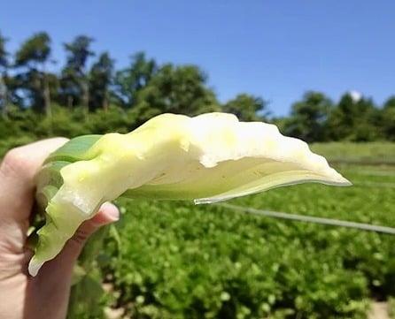 ミネラルたっぷり朝採れセルリーはいかが？