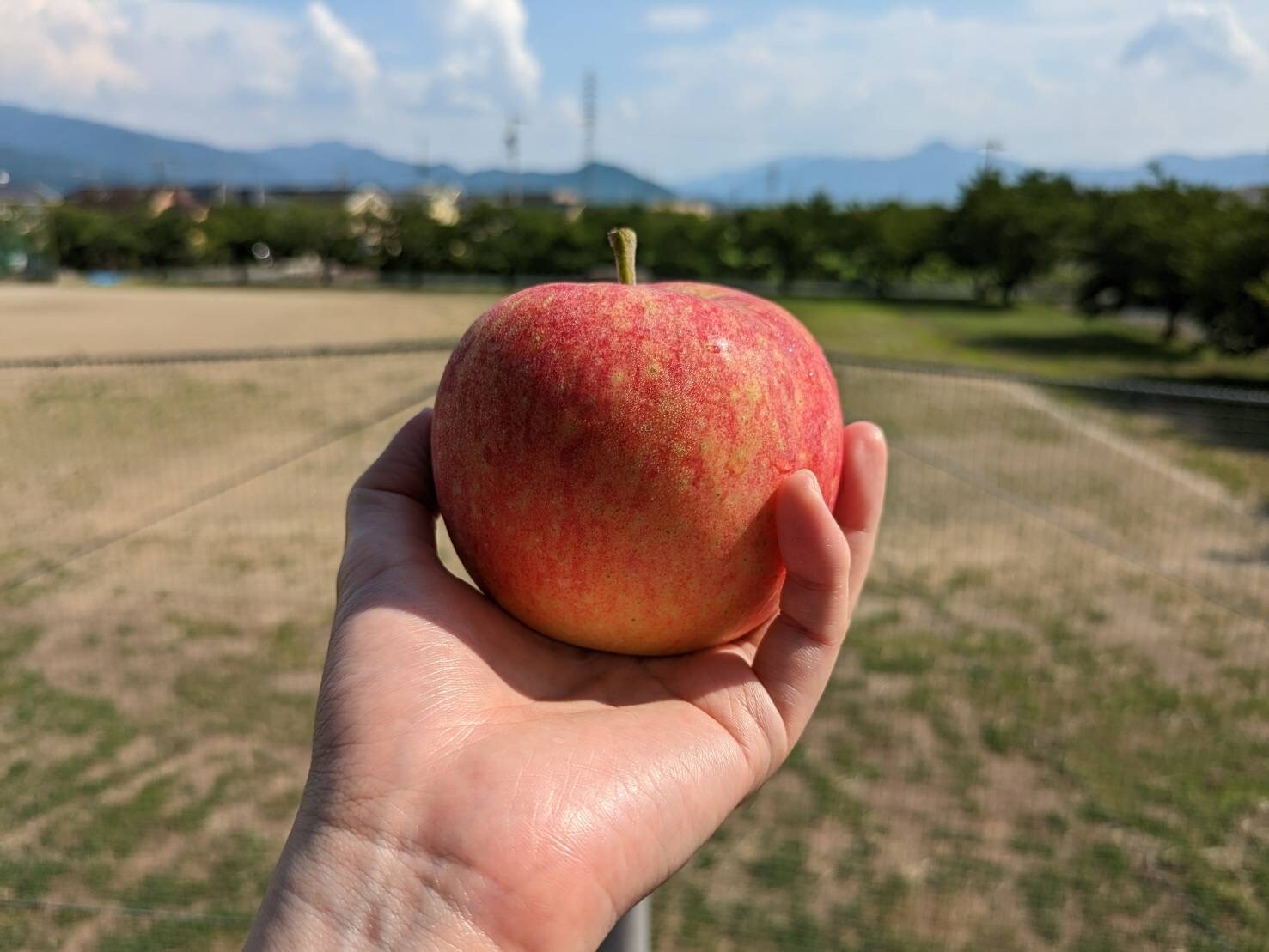 実食！信州生まれの夏りんご。もう、まずいなんて言わせない！