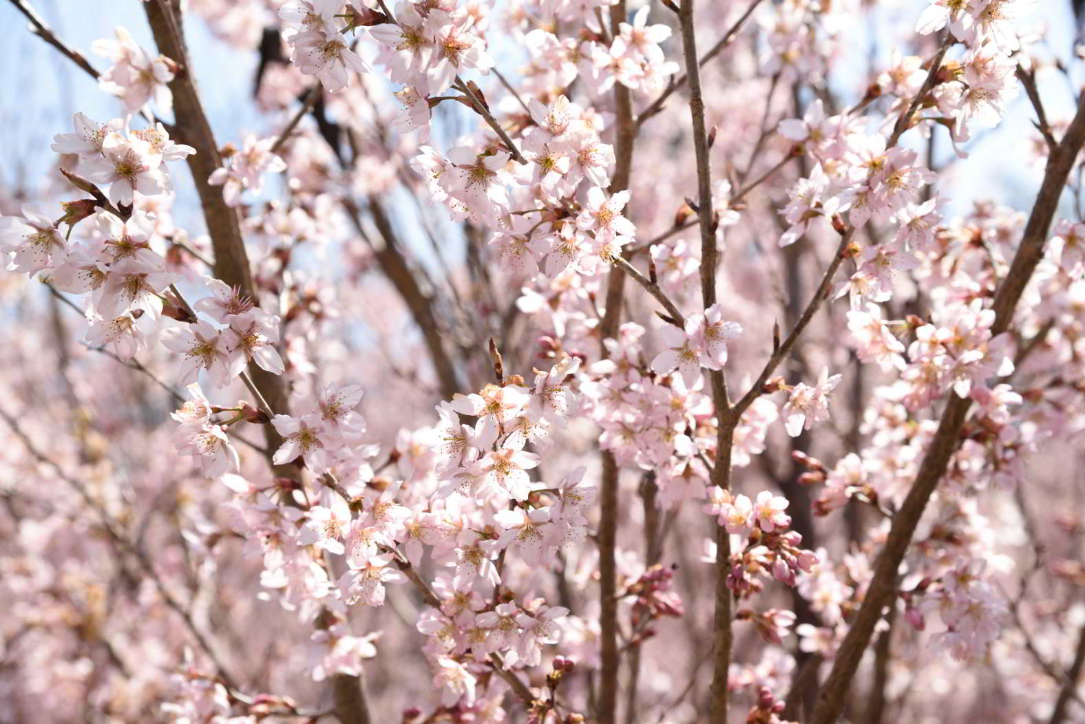 ハレの日を彩る「啓翁桜」は冬が最盛期