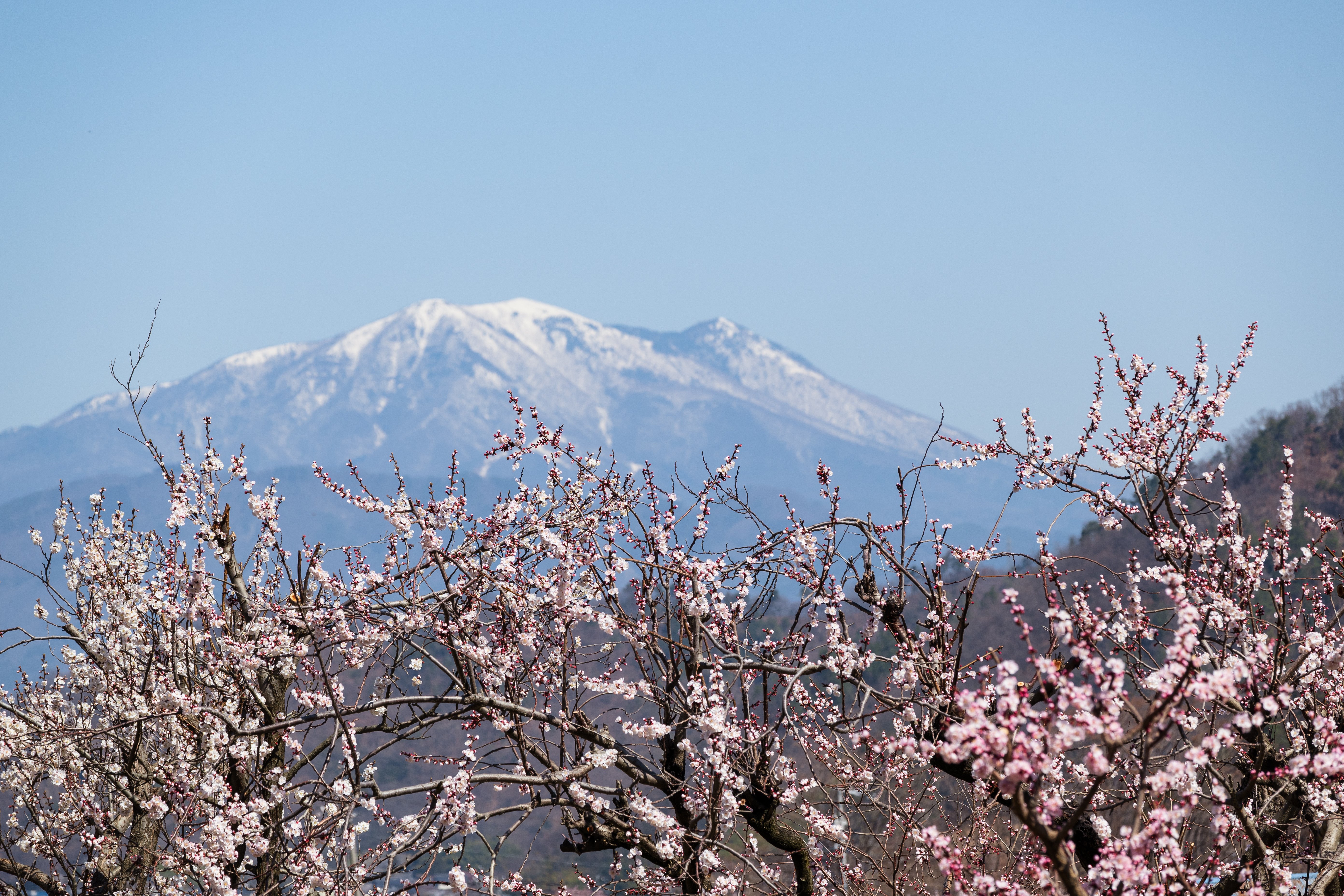飯縄山の麓で春探し。自然と山菜を楽しむ
