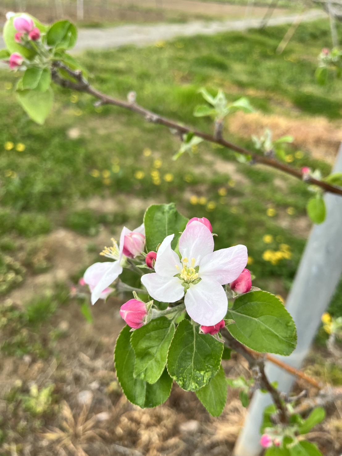 りんごの開花とアメリカからのシードル視察