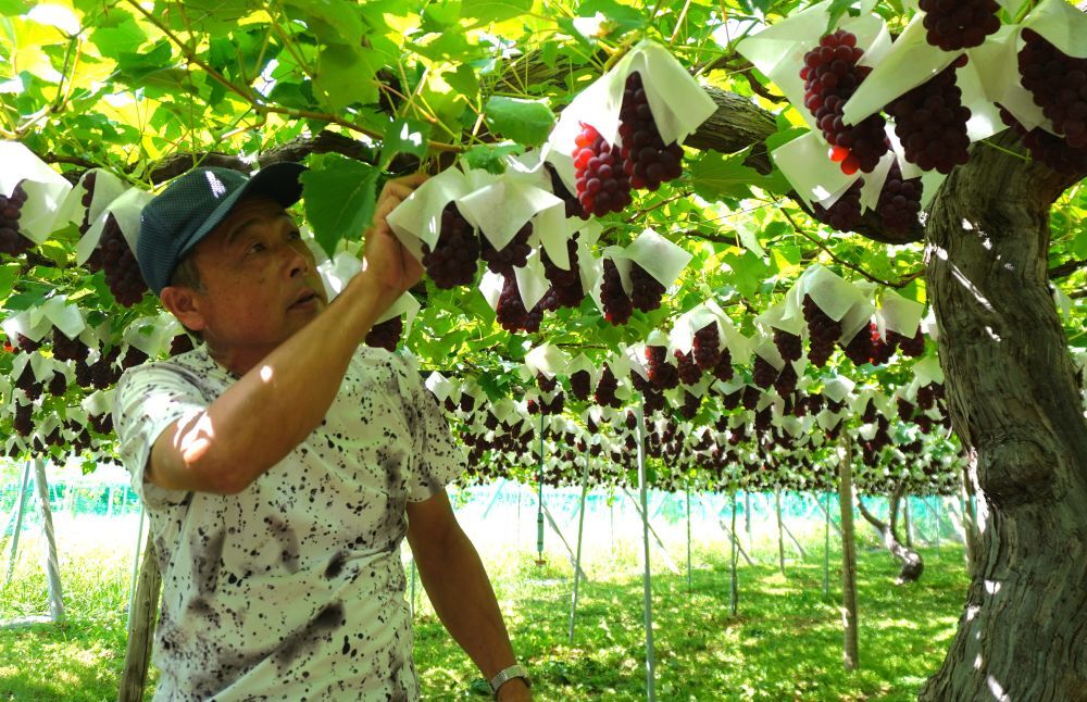 夏のぶどう「デラウェア」の聖地・松本市山辺