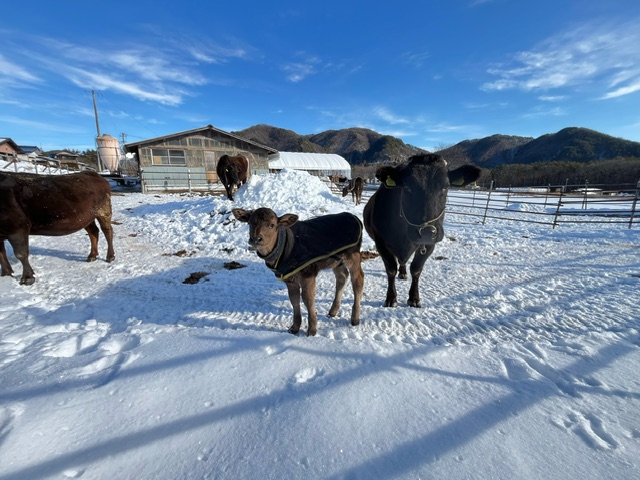 雪が積もった農場の牛