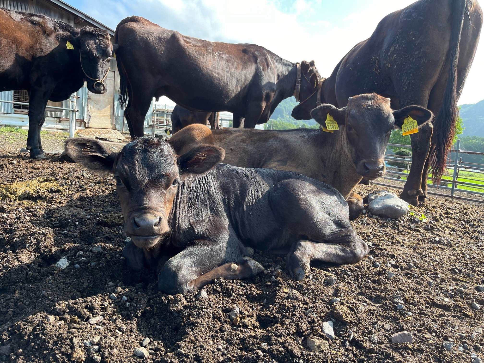 開田高原で牛飼いをしています。